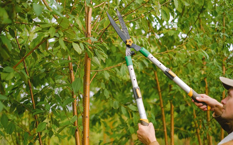 Tree trimming in Port Carbon, PA